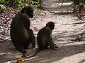 Grüne Meerkatzen Green Monkey