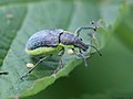 Chlorophanus viridis (Linnaeus, 1758)