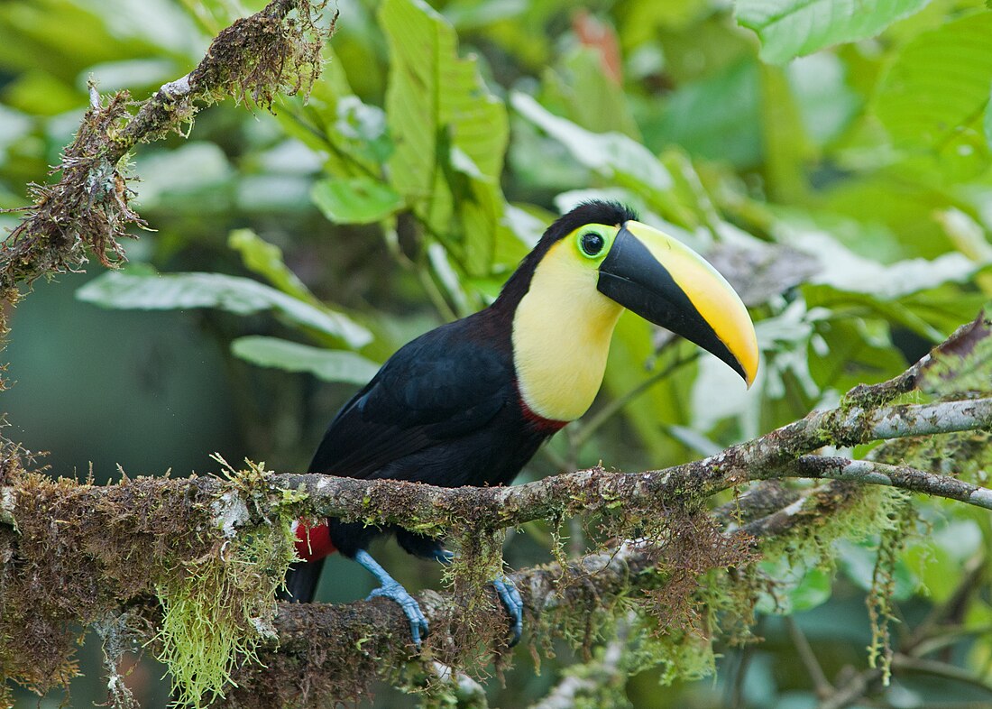 Ramphastos brevis