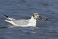 * Предлог A Bonaparte's Gull catches a sandworm, Ferry Beach, Saco, ME. --Needsmoreritalin 16:51, 11 August 2024 (UTC) * Поддршка  Support Good quality.--Tournasol7 19:29, 11 August 2024 (UTC)