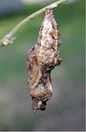 Körfez fritillary Chrysalis