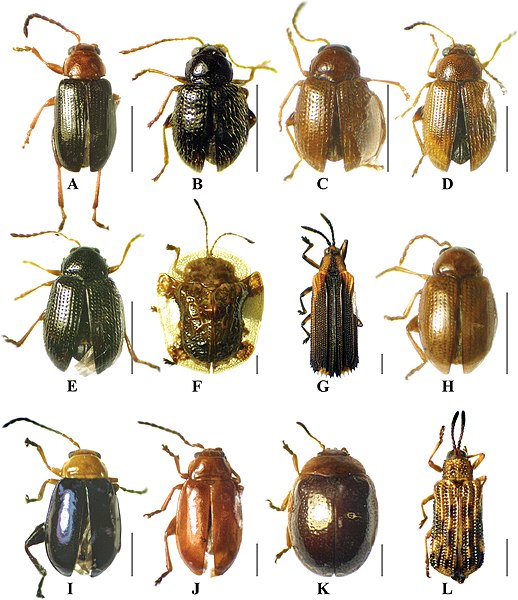 File:Chrysomelidae (10.3897-zookeys.825.30455) Figure 6.jpg