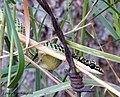 Thumbnail for File:Chrysopelea ornata (Shaw, 1802) Golden Tree Snake (15738829514).jpg