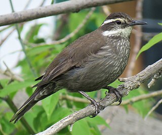 Dark-bellied cinclodes species of bird