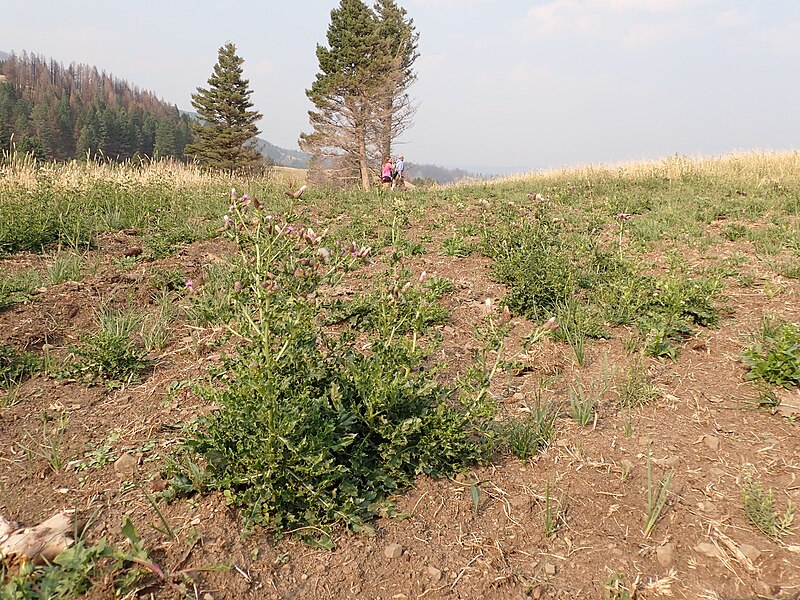 File:Cirsum arvense - Canada thistle.jpg