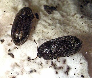 <i>Cis fuscipes</i> Species of beetle