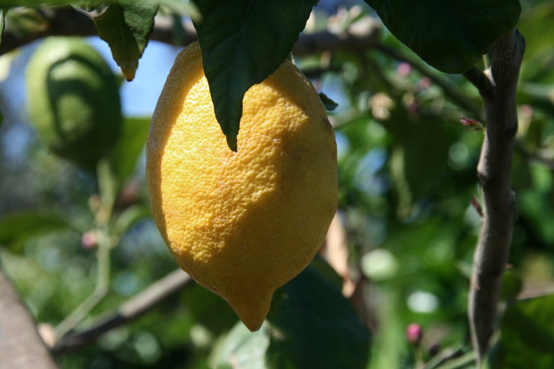 Limone Interdonato Messina Jonica