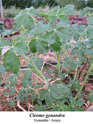 Cleome gynandra 2.jpg