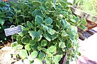 Coastal Georgia Botanical Gardens, Variegated Yellow Cuban Oregano Plectranthus amboinicus 'Lemon Twist'.jpg