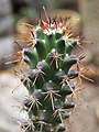 Spines closeup