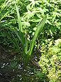 Colchicum alpinum leaves