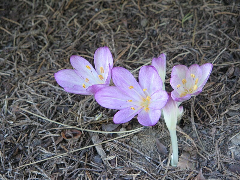 File:Colchicum cilicicum002.jpg