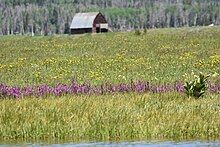 Pedicularis groenlandica growing between the shore of Steamboat Lake and the drier ground behind Colorado wildflower habitat 06.jpg