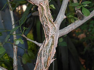 <i>Commiphora habessinica</i>