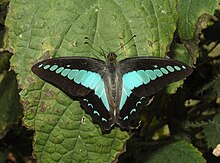 Common Bluebottle Graphium sarpedon UP por el Dr. Raju Kasambe DSCN1849 (10) .jpg