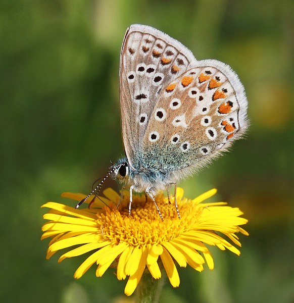 File:Common blue butterfly (Polyommatus icarus) male underside.jpg