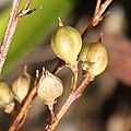 2021年11月3日 (水) 08:19時点における版のサムネイル