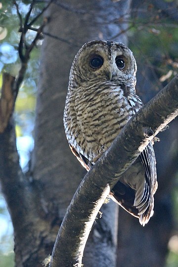 Strix rufipes