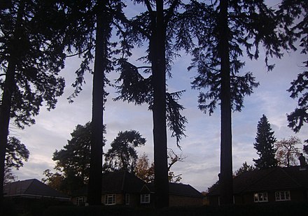 Evergreen trees such as pines are supported by the sandy soil of Parvis Road in the west, an uneroded upcrop of the Bagshot Formation