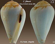 Conus filmeri 1.jpg