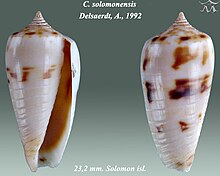 Conus solomonensis 1.jpg