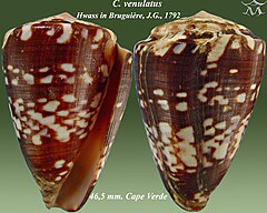 Description de l'image Conus venulatus 1.jpg.