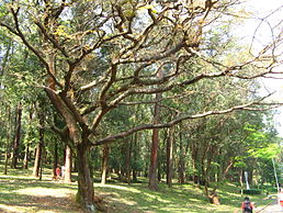 Copaifera langsdorfii in a park in São Paulo Brazil.