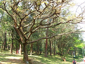 Copaifera langsdorfii in a park in São Paulo, Brazil