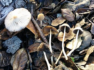 <i>Coprinellus impatiens</i> Species of fungus