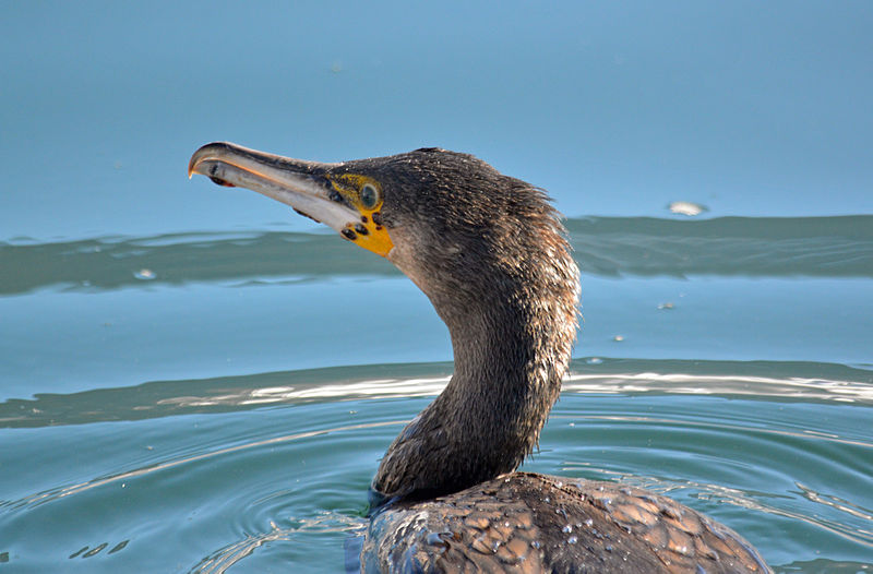 File:Cormorant with Avian pox 05.JPG