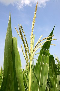 Кукурудза: Назва, Історія походження, Ботанічна характеристика кукурудзи