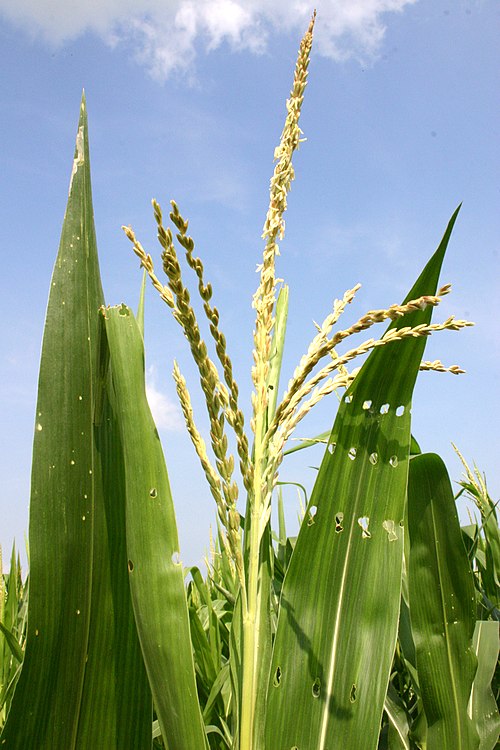 Many small male flowers make up the male inflorescence, called the tassel.