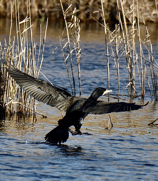 File:Corvo-marinho, Great Cormorant (49640970293).jpg