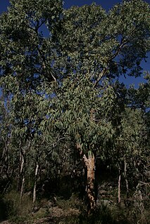 <i>Corymbia eximia</i> Species of plant