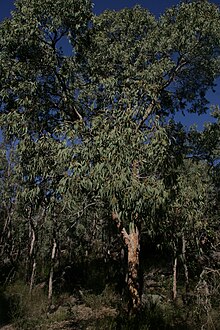 Corymbia eximia