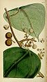 Coscinium fenestratum 'yellow vine' : plate from Curtis's Botanical Magazine.