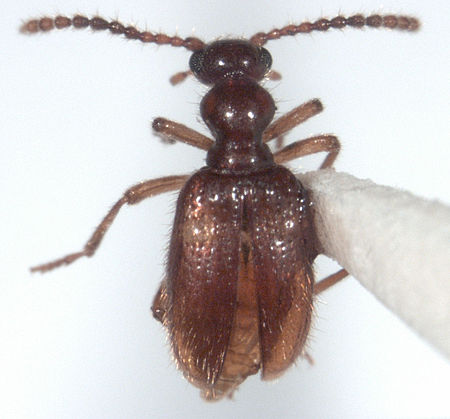 Cotes bullata