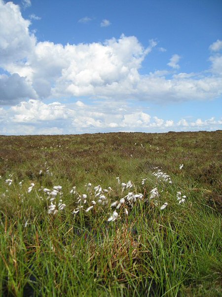 File:Cotton grass on Higger Tor - geograph.org.uk - 884754.jpg