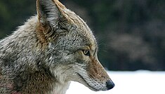 Kojotov profil