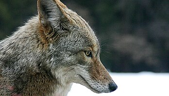 Un coyote (Canis latrans) (définition réelle 1 280 × 731)