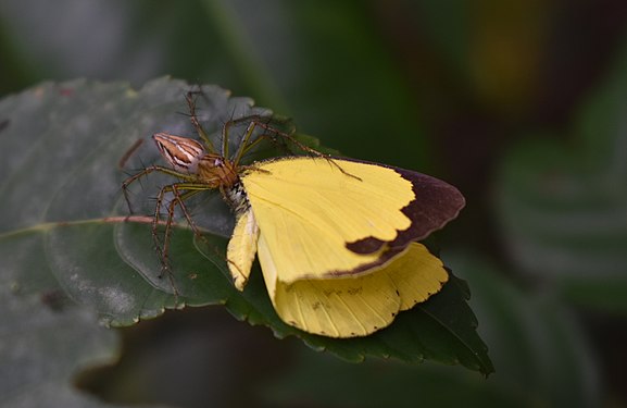 Crab spider catching a Grass Yellow butterfly