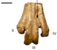 Cranial view of Psilopterus colzecus tarsometatarsus.png