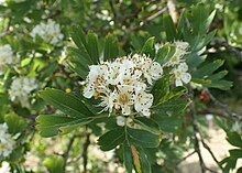 Crataegus azarolus var. פונטיקה kz01.jpg