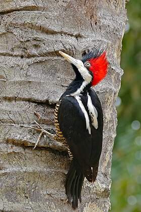 Pica-pau-de-topete-vermelho, Campephilus melanoleucus