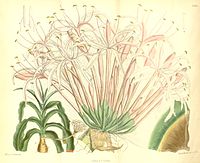 Crinum buphanoides (as Crinum leucophyllum Hook.) Bot. Mag. 110.6783 (1884)..jpg
