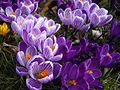 Crocus 'Pickwick'