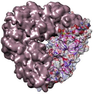 Crystal structure of pumpkin seed globulin.png