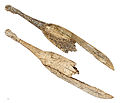 రెయిన్ డీర్ యాంట్లర్లో చెక్కబడిన చెక్క, మాగ్డలేనియన్ సి. 17,000 - సి. 12,000 BCE