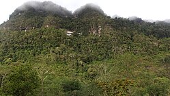 Montane forest around Cuispes. Cuispes high jungle forest.JPG