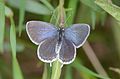 Polyommatus icarus